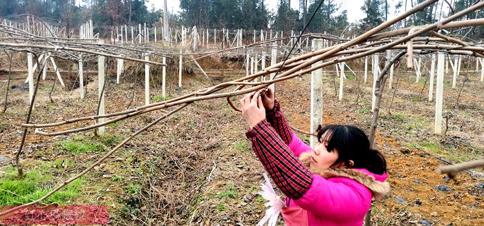 领着贵州社区万亩东红红心猕猴桃果苗标准化生产基地