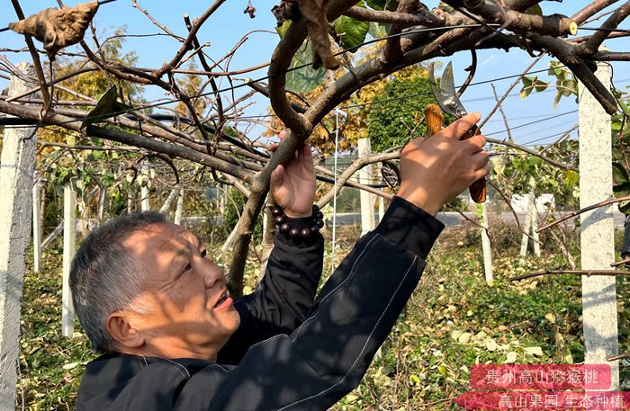 重庆市黔江区猕猴桃种植实现了科技引领