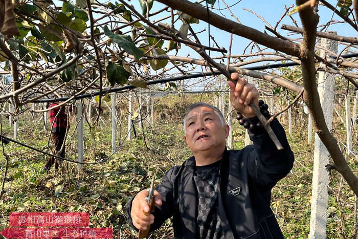 陕西周至县组建了“楼观镇周一村猕猴桃协会”调整奇异果品种