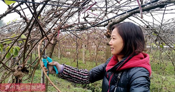 浙江杭州种植红心猕猴桃几月份成熟可以开始采摘