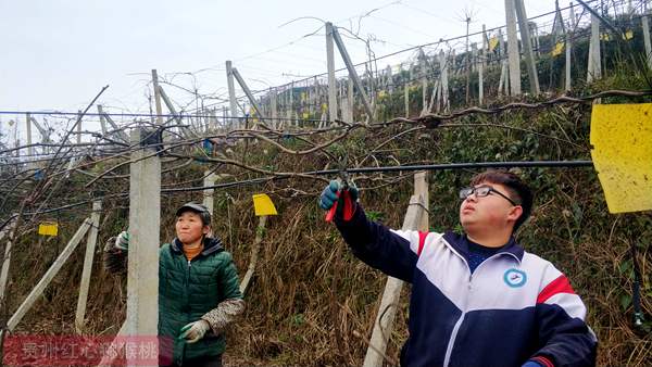 贵州遵义有机红心猕猴桃认养果树的价格及方法这里顺便一提