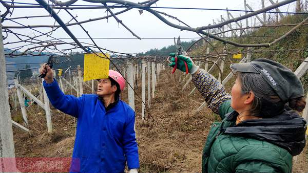 贵州毕节黔西县红心猕猴桃还要一周才会成熟上市
