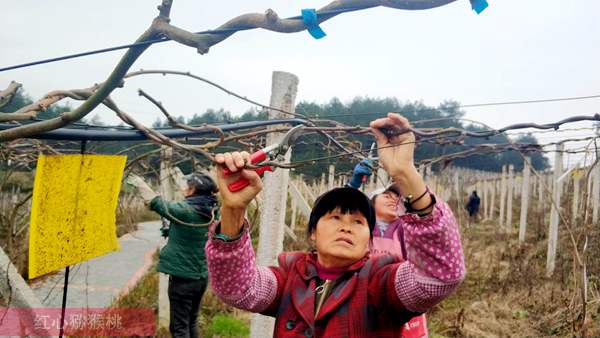 贵州遵义红心猕猴桃和大力发展种植有机专业面积将超过万亩