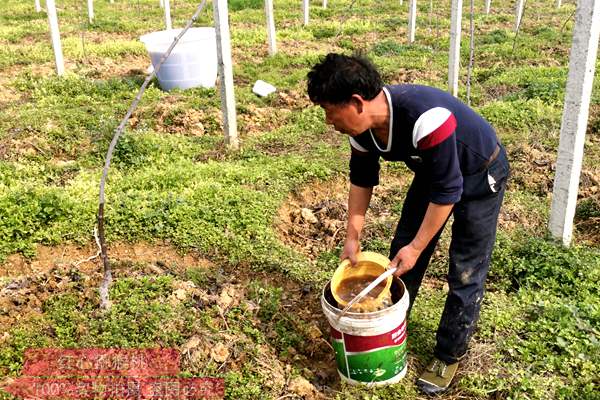 陕西猕猴桃种植总面积超过100万亩