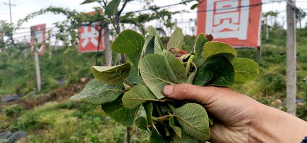 坚持引进红心猕猴桃在贵州毕节等地种植采摘