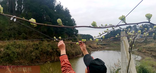 贵州遵义是红心猕猴桃的原产地和阳光金果最佳优生区