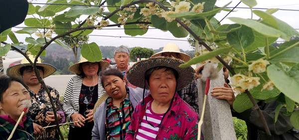 杨氏金红50猕猴桃和魅力金果亩栽种多少株者一颗一株
