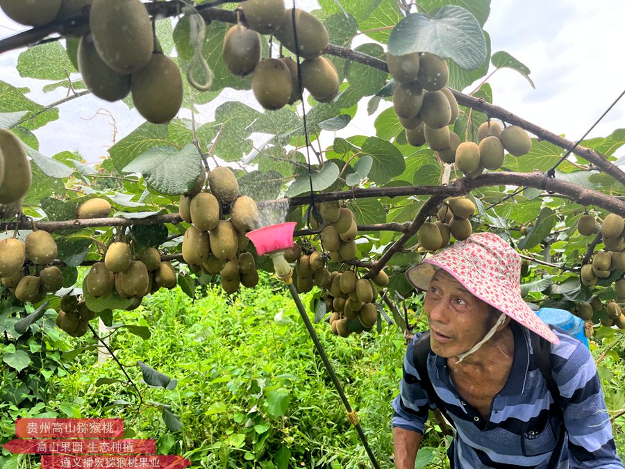 河北曲阳县嘉禾镇猕猴桃基地分为猕猴桃产业核心区