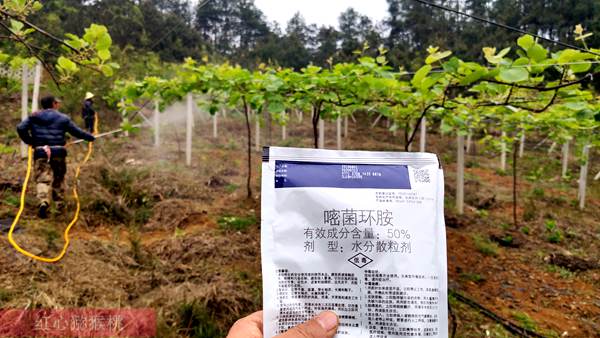 湖北宜昌猕猴桃真正打发源地 加大资源开发力度和标准化种植规模