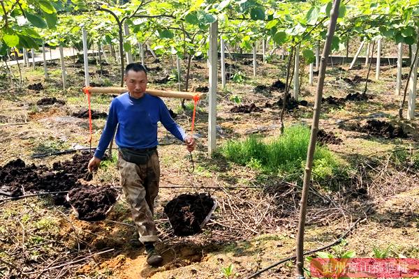 政府扶植，贵州六盘水红心猕猴桃产业快速发展