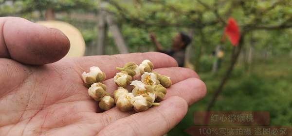 软枣猕猴桃花粉哪里有售多少钱一斤