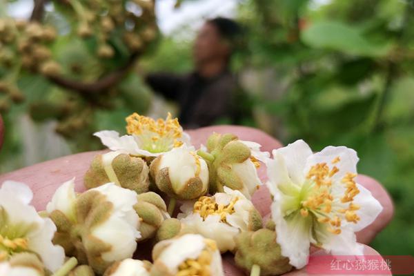 引进最甜的红心猕猴桃品种种植栽培采用购买花粉授粉方式