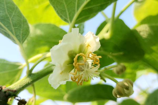 必将推动贵州省猕猴桃人工授粉和花粉采集