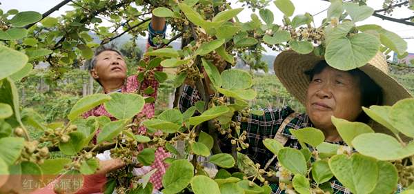 第三年的阳光金果猕猴桃单株产量多少斤专业
