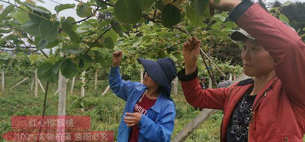 贵州红心猕猴桃基地业主亲自买来猕猴桃花粉使用