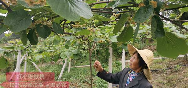 上海红心猕猴桃采摘基地的负责人后的花粉应该