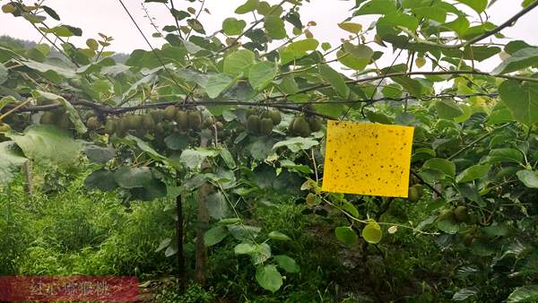 连云港市赣榆区猕猴桃这几年发展迅猛  打造绿色生态果园