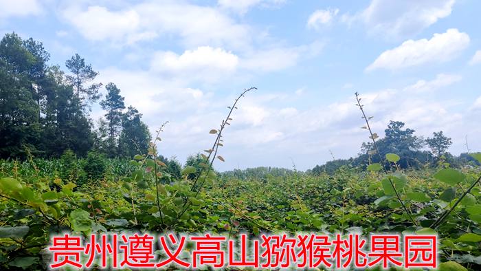 贵州高山猕猴桃果园
