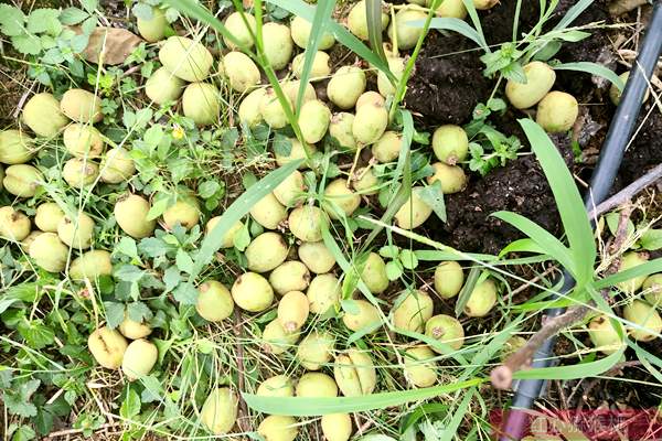 四川广元市朝天区引进有机猕猴桃种植喜获成功