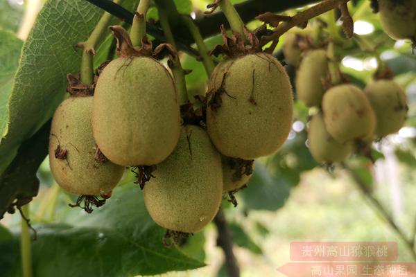 golden kiwi tree