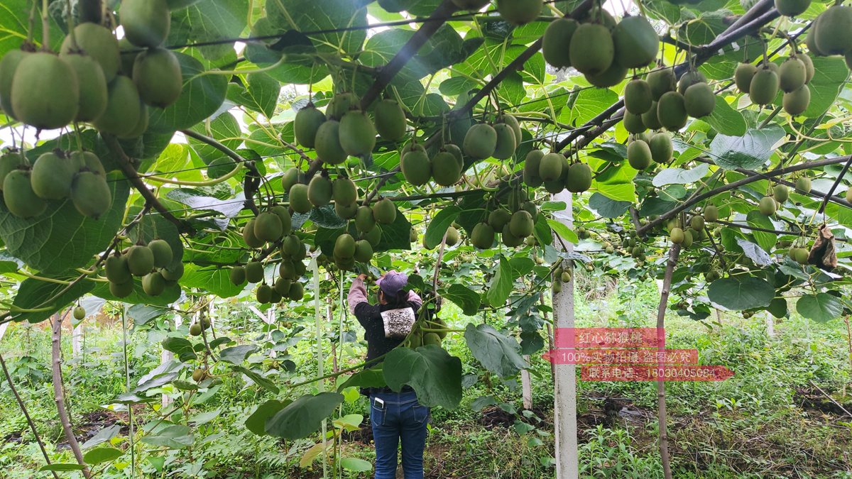 How a 'pirate' smuggled kiwifruit gold to China and jeopardised a billion-dollar industry 如何将猕猴桃黄金走私到中国，并危及价值数十亿美元的产业