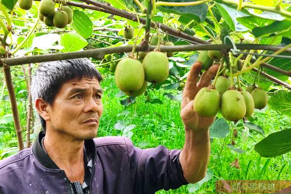 两千株阳光金果有机猕猴桃苗在安徽安庆扎根生长