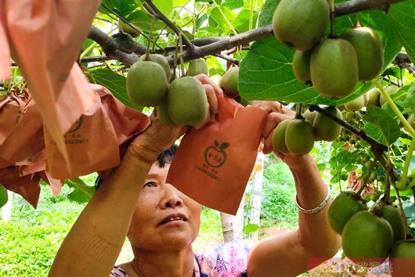 联想集团佳沃公司 在四川蒲江建国家级猕猴桃种植示范区 农民收入连年提高