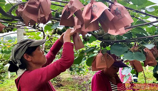 今年贵州水城最后一批新鲜采摘的红心猕猴桃