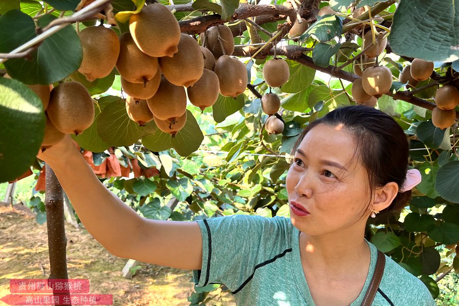 专家介绍在四川省苍溪心猕猴桃含有红色花青素