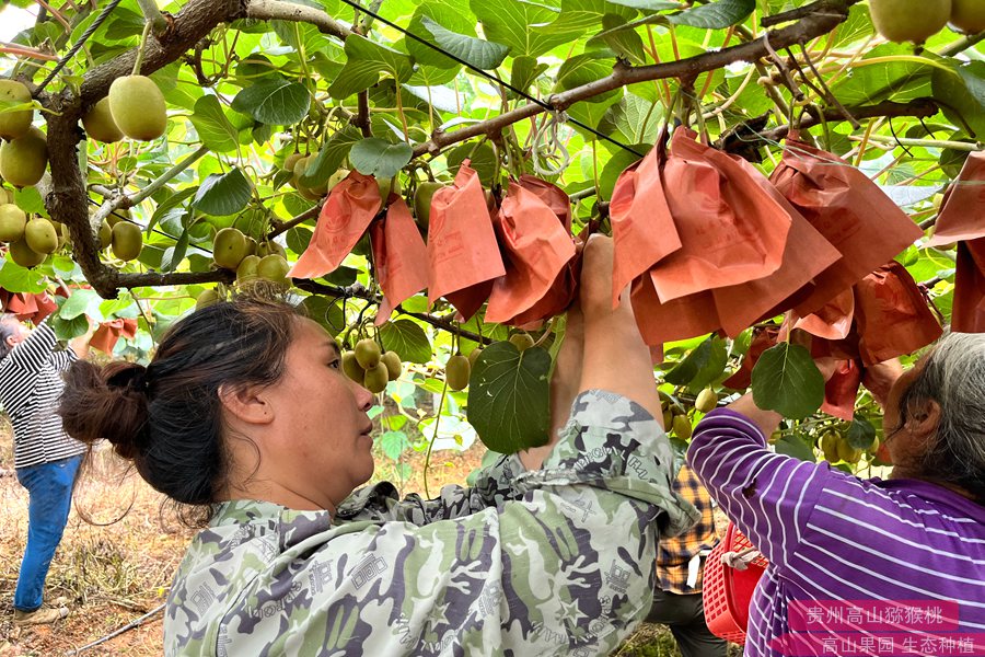 重庆万州发展特色水果红心猕猴桃产业