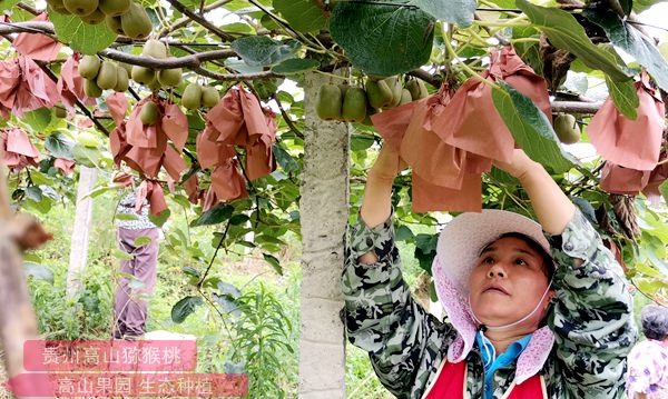 贵州黄心猕猴桃自花授粉品种靠谱吗产量高吗
