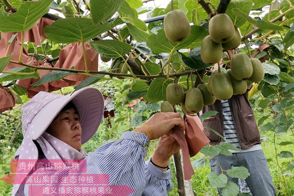 领着贵州社区万亩东红红心猕猴桃果苗标准化生产基地