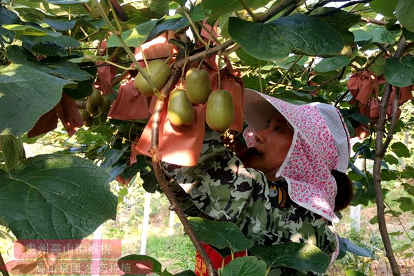 贵州六盘水水城种植东红猕猴桃和金红猕猴桃两个红肉新品种的苗木