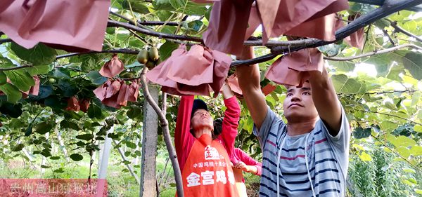 笔者在广西东红猕猴桃种苗示范基地看到几名妇女在除草