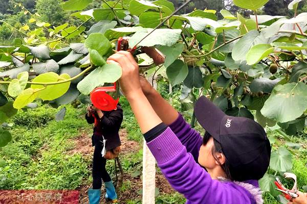 陕西汉中城固县猕猴桃技术员衡涛 采用果园生草种植猕猴桃