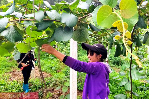 四川乐山沙湾区铜茨乡江山村举行第二届有机猕猴桃采摘节