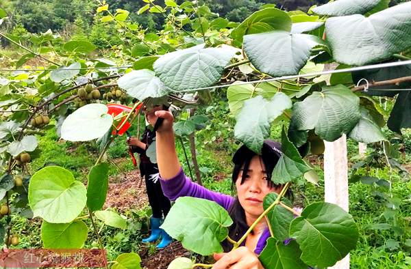 四川广元市朝天区引进有机猕猴桃种植喜获成功