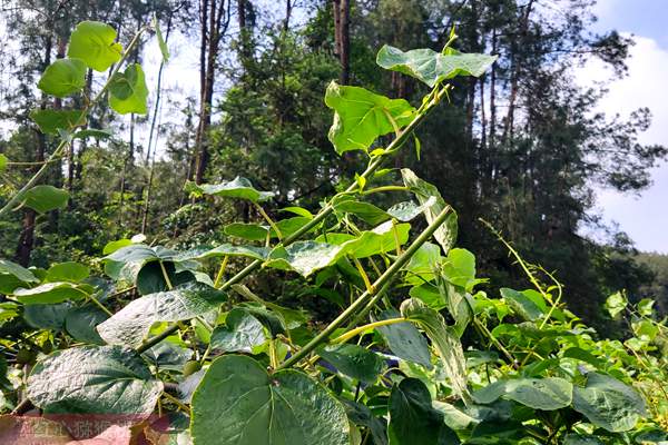 湖南省永顺县气候和地质条件很适合种植猕猴桃