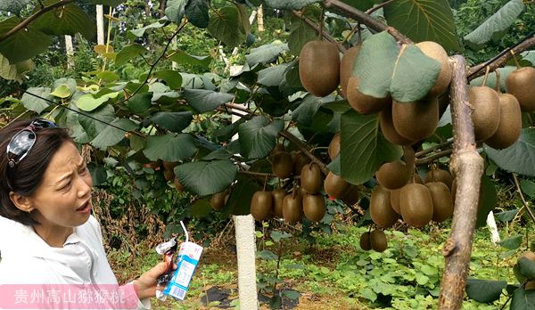 四川乐山沙湾区铜茨乡江山村举行第二届有机猕猴桃采摘节