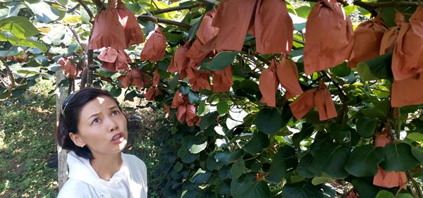 贵州六盘水水城种植东红猕猴桃和金红猕猴桃两个红肉新品种的苗木