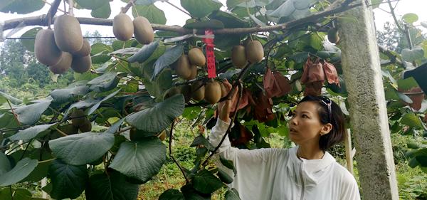 笔者在广西东红猕猴桃种苗示范基地看到几名妇女在除草
