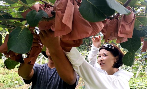贵州遵义有机红心猕猴桃认养果树的价格及方法这里顺便一提