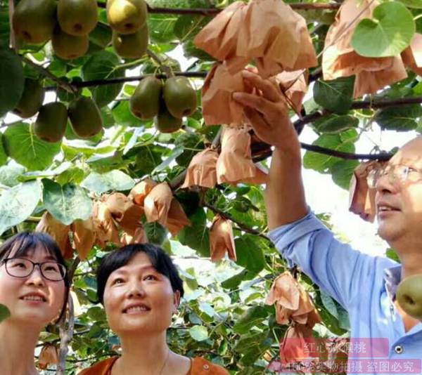 重庆邻水多家猕猴桃种植户联合组建专业合作社