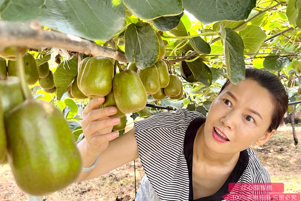 山东济南农业公司建设猕猴桃种植基地 带动农民增收