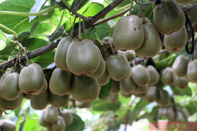猕猴桃是抗癌高手 预防乳腺癌的5大养生水果