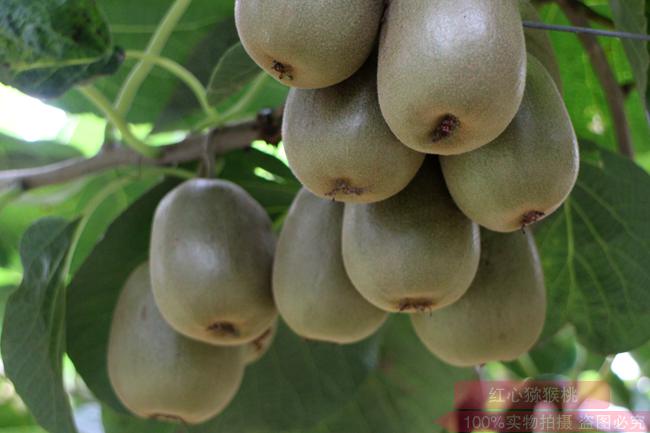 江苏南京建起了红阳、翠香、金果三个品种的猕猴桃种植基地