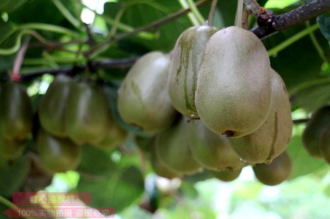 乌蒙山区飞出了金果果 记黔西北发展猕猴桃产业