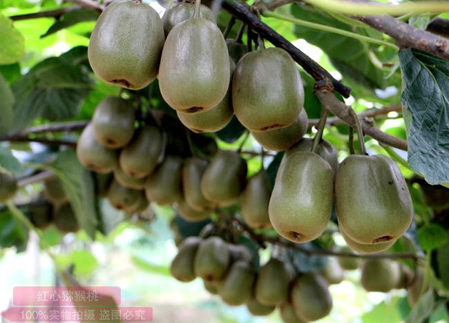 一亩地县很有可能接的是红心猕猴桃中的珍稀品种——红阳猕猴桃