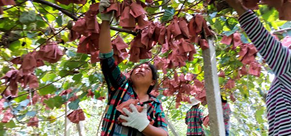 四川什邡创了新技术的到来自都特色品种红什猕猴桃