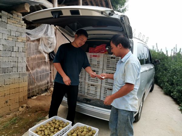 贵州遵义软枣猕猴桃嫁接苗农林科技大学研发出的新品